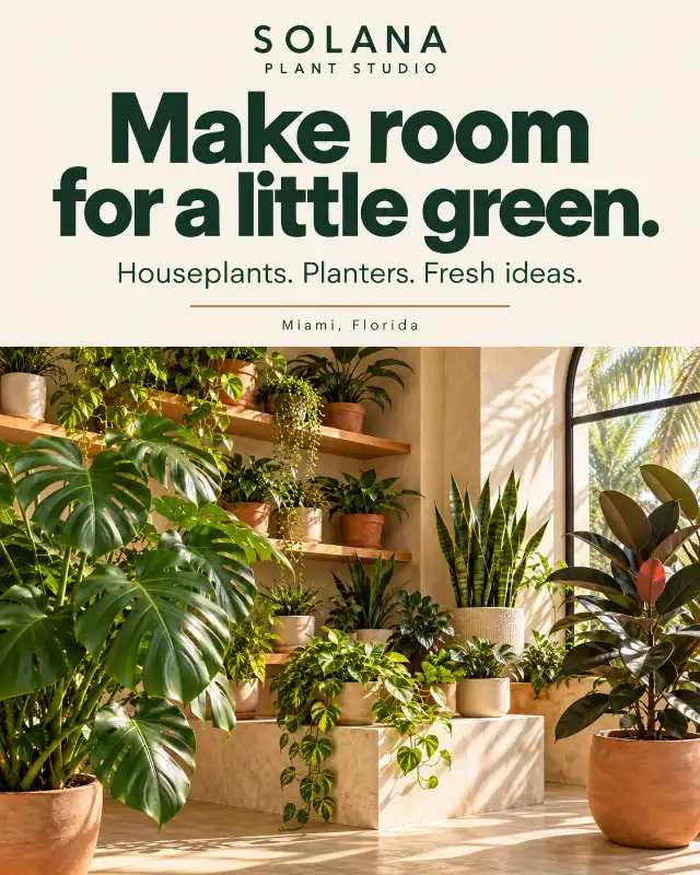 Solana Plant Studio flyer